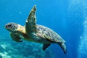 ببینید | لحظه‌ای دلنشین از دیدار دوباره لاکپشت غول پیکر با اقیانوس!