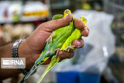 تصاویر | بازار پرنده فروشان قزوین