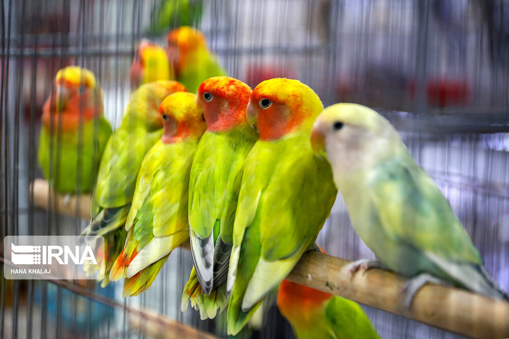 جنجال‌سازی عضو وزارت دفاع روسیه