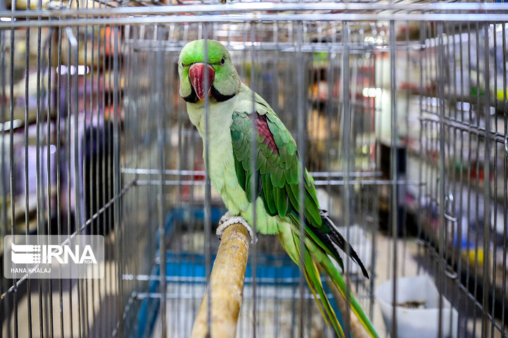 جنجال‌سازی عضو وزارت دفاع روسیه