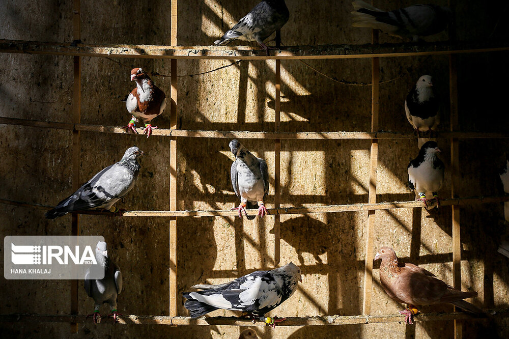 جنجال‌سازی عضو وزارت دفاع روسیه