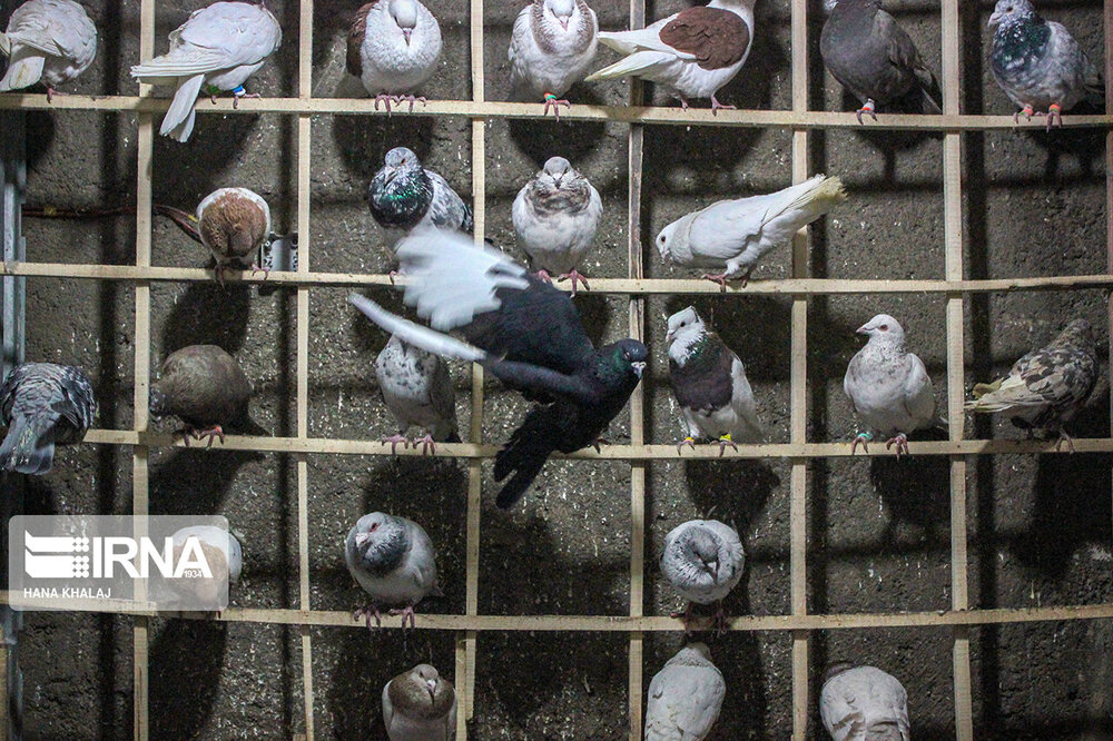 جنجال‌سازی عضو وزارت دفاع روسیه