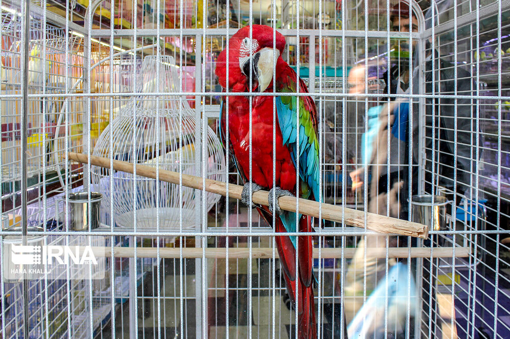 جنجال‌سازی عضو وزارت دفاع روسیه