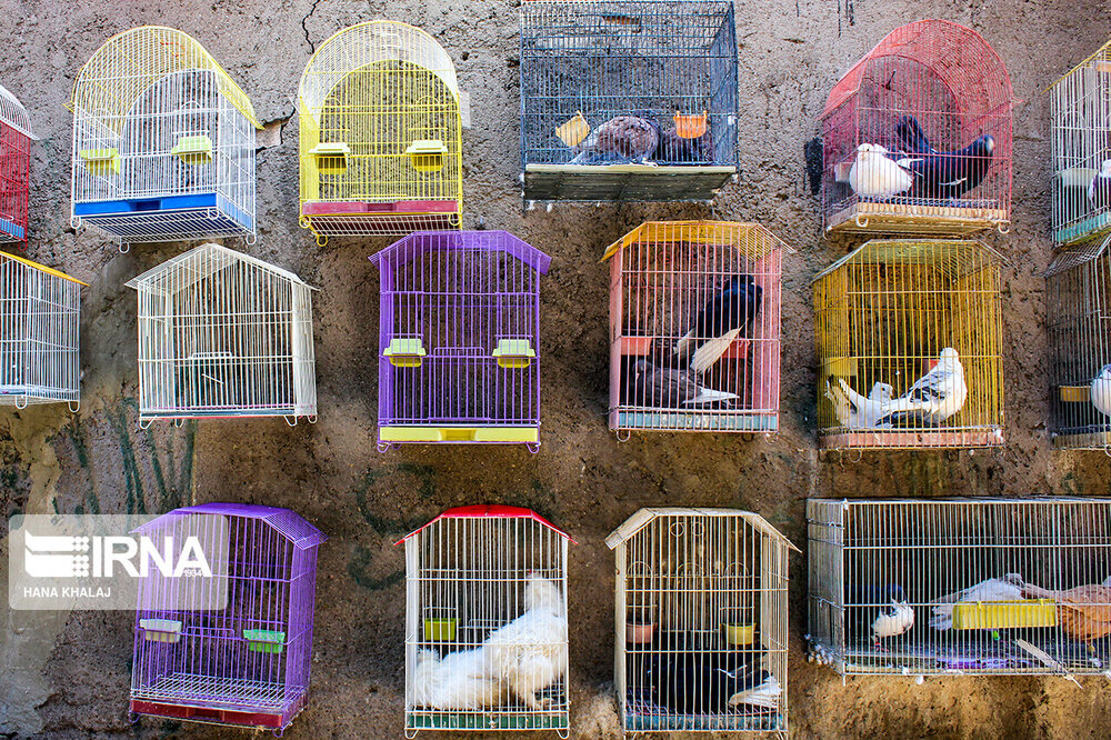 جنجال‌سازی عضو وزارت دفاع روسیه