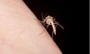 پشه‌ها چه کسانی را بیشتر نیش می‌زنند؟