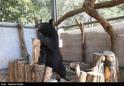 «لالین» به پردیسان رفت/حال توله خرس سیاه آسیایی خوب است