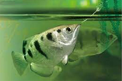 ببینید | نشانه‌گیری و دقت شگفت‌انگیز یک ماهی در پرتاب آب دهان