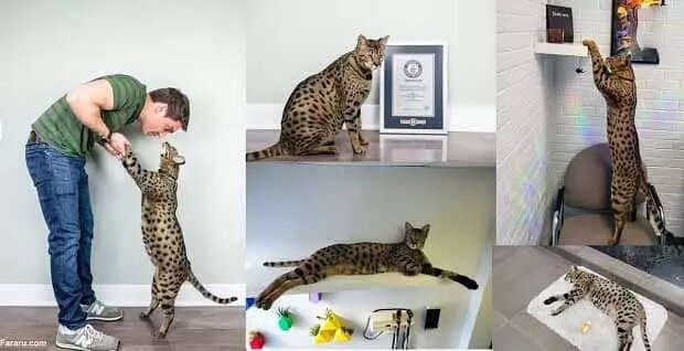 عکس | قدبلندترین گربه خانگی جهان با ابعادی باورنکردنی