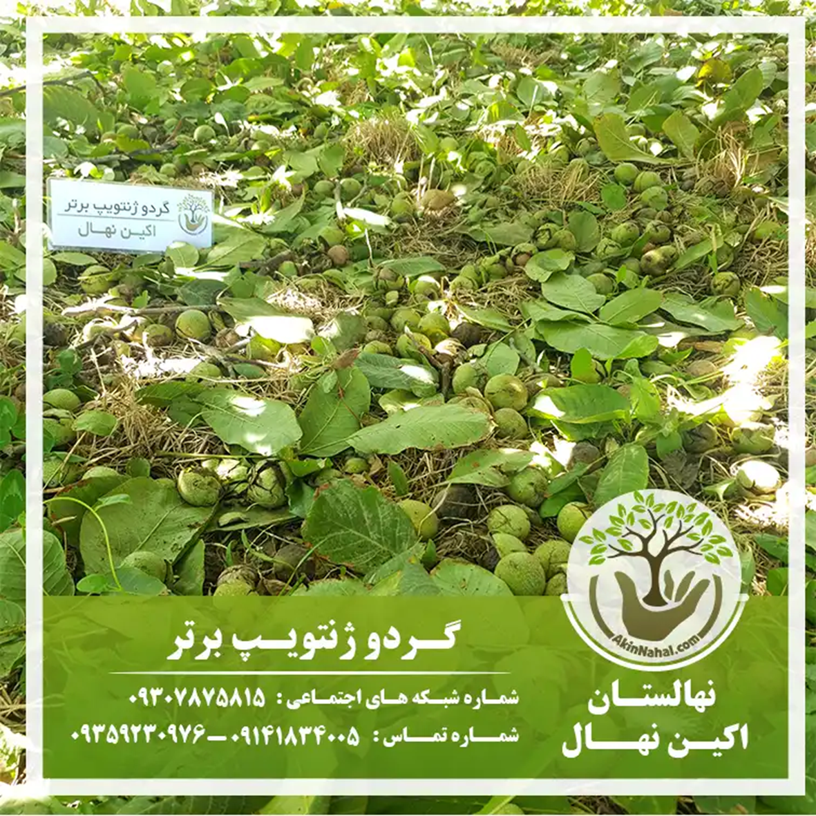 مزایای خرید اینترنتی نهال گردو پربار