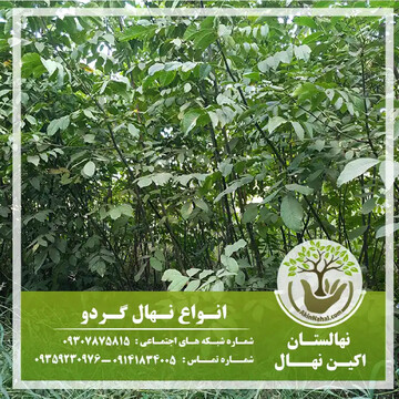 مزایای خرید اینترنتی نهال گردو پربار