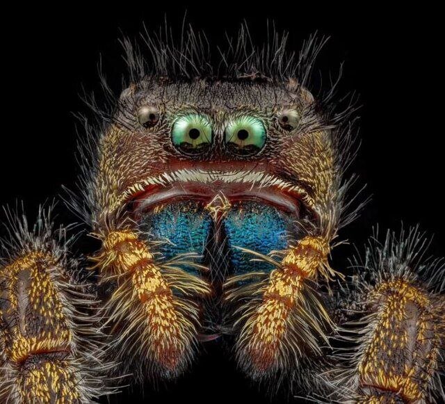 عکس | ترسناکترین تصاویر از صورت مورچه ، سوسک و عنکبوت !