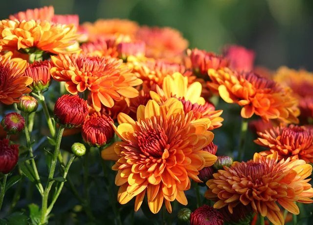 با این گیاهان عوارض آلودگی هوا را به حداقل برسانید 6