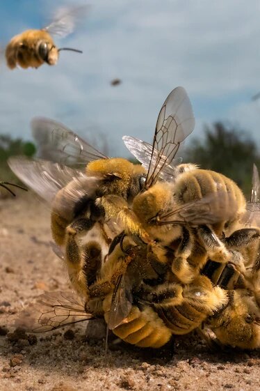 عکس | شگفتیآفرینی عکاسان حیات وحش در جشنواره نشنال جئوگرافیک