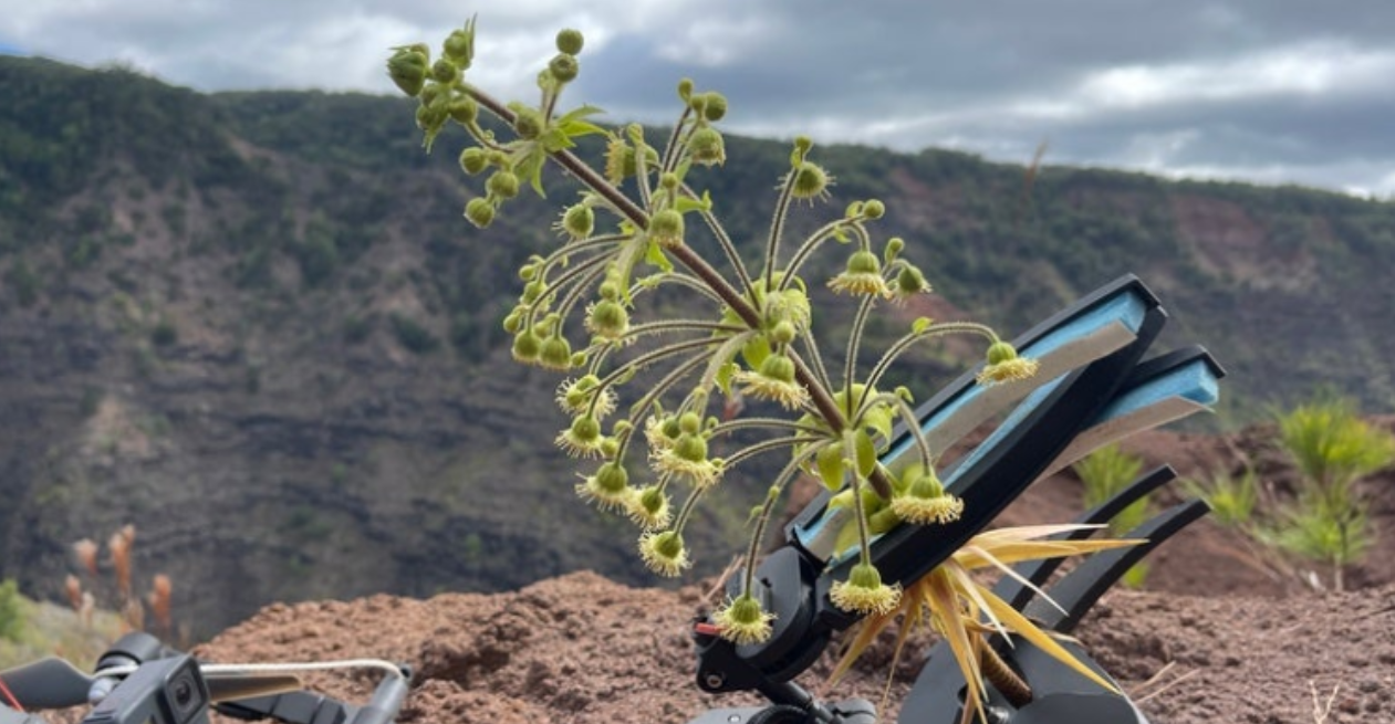 عکس | پهپادها اینبار حیاتبخش شدند
