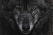 عکس | در پس پرده موهای سیاه گرگ‌ها چه رازی نهفته‌است؟