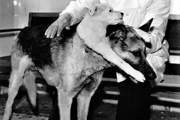 عکس | سگ دو سر؛ حیوان آزمایشگاهی نگون‌بخت با سرنوشتی غم‌انگیز 
