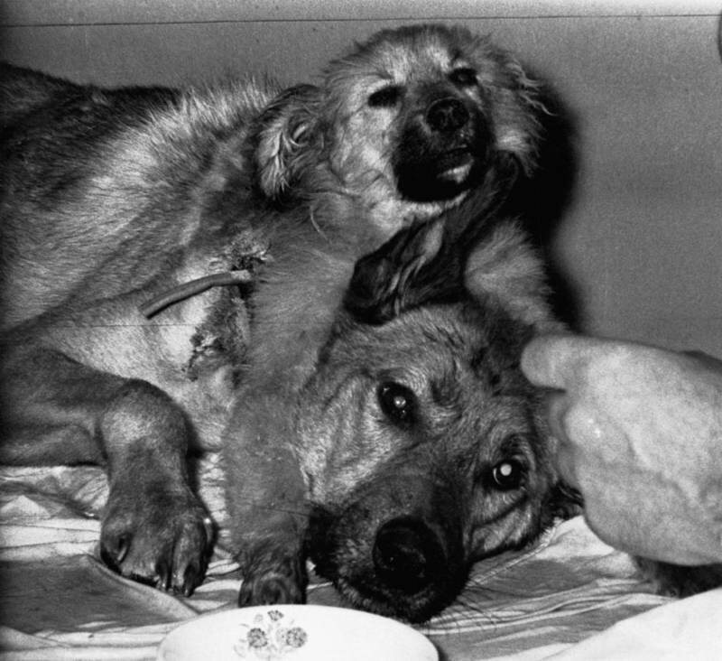 عکس | سگ دو سر عجیب و باورنکردنی ولادیمیر دمیخوف