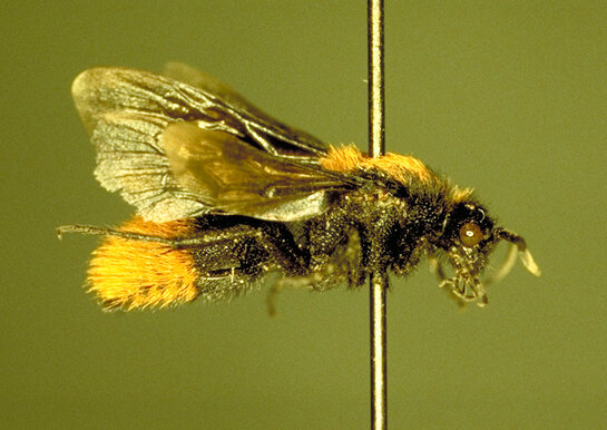 عکس | موجودی سمی با نیش‌ دردناک که با مورچه اشتباه گرفته می‌شود