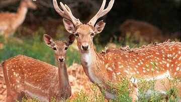 ۶ گوزن زرد ایرانی به پارک ملی دریاچه ارومیه منتقل شدند