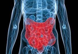 ۵ راهکار برای افزایش سلامت روده