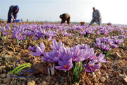 یزد، چهارمین تولیدکننده زعفران ایران