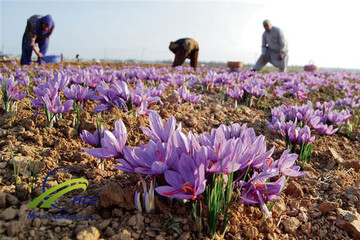 برداشت ۲۰۰ کیلوگرم زعفران از مزارع استان آذربایجان‌غربی