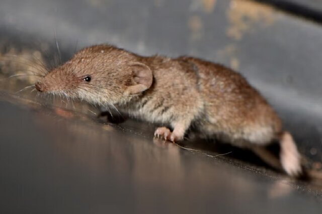 عکس | پستاندار جدیدی که در بریتانیا پیدا شد؛ کشف قرن!