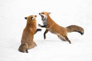 ببینید | رجزخوانی و جیغ کشیدن عجیب دو روباه پیش از مبارزه تن‌به‌تن