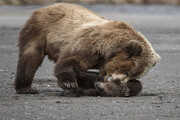 ببینید | خشم یک خرس مادر از بازیگوشی فرزندش و شکستن درخت