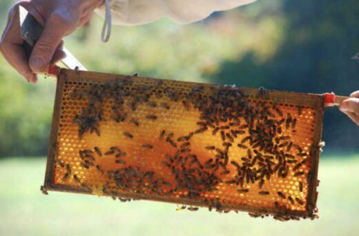 تولید بیش از ۱۷ تن عسل در امیدیه
