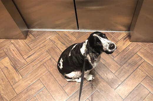 ببینید | آسانسور ویژه متخصصین برای سگ‌ها!