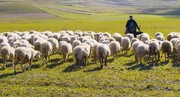 ببینید | ابتکار چوپان چینی برای عبور دادن گوسفندان از خیابان