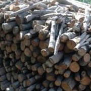 کشف یک تن و ۵۰۰ کیلو گرم چوب جنگلی بلوط و ۸۰ کیلو ذغال قاچاق در "لردگان" 