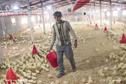 مرغداران می گویند آزادسازی قیمت مرغ فقط جیب دولت را پر کرده