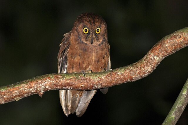 عکس | قیافه استثنایی گونهای تازه از جغد که در آفریقا کشف شده