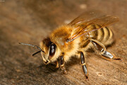 زنبورها می‌توانند فوتبال بازی کنند!/ ۱۰ حقیقت کمتر شناخته شده راجع به حشرات