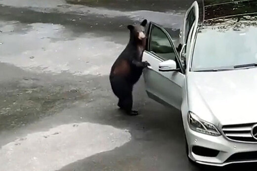 ببینید | فراری دادن خرس با جیغ زدن‌های خانواده وحشت‌زده!