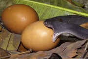 ببینید | تلاش باورنکردنی یک مار طمع‌کار برای بلعیدن یک تخم مرغ بزرگ