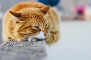 عکس | نگاه تلخ و حسرت بار یک گربه به غذای حیوانات از پشت شیشه مغازه