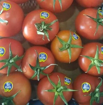 صادرات ۵۰تن گوجه‌فرنگی از قزوین به امارات