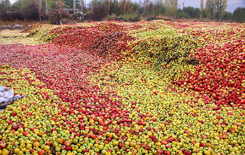فرماندار اشنویه: ۹۷ هزار تن سیب در سردخانه‌ها بدون مشتری مانده است