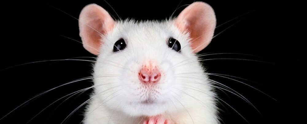 بینا شدن موش‌های نابینا دانشمندان را شگفت‌زده کرد