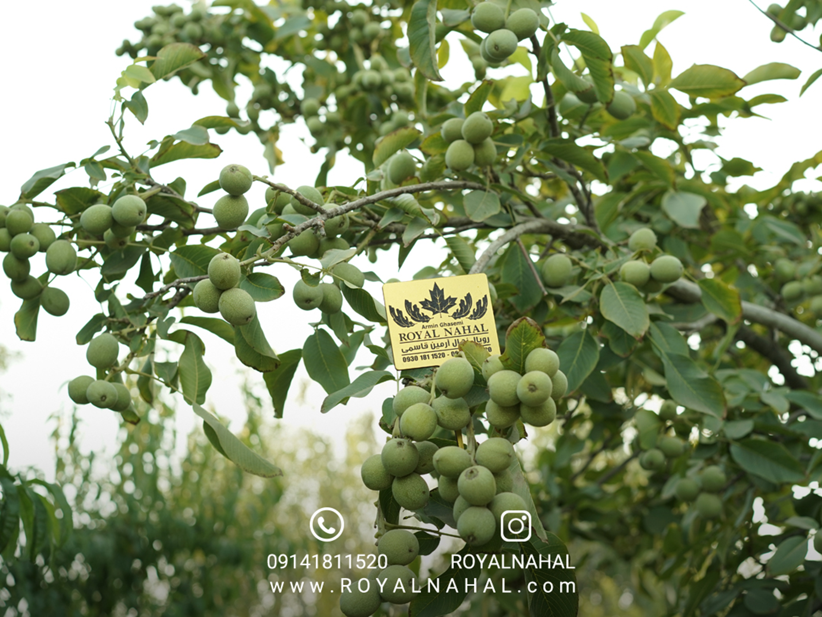 خرید نهال گردو مناطق سردسیری از نهالستان کشور