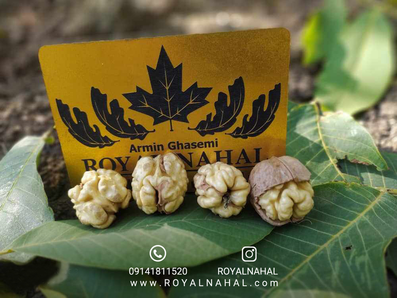 خرید نهال گردو مناطق سردسیری از نهالستان کشور