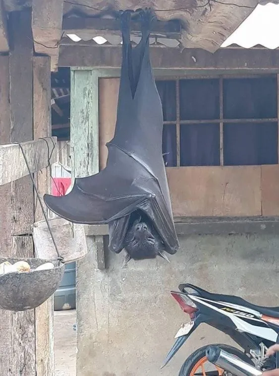 عکس | این خفاش‌ها اندازه انسان هستند!