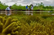 عکس | این تصاویر از مانگروها هوش را از سر می‌پراند!