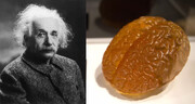 عکس | مغز اینشتین در حال حاضر کجاست؟
