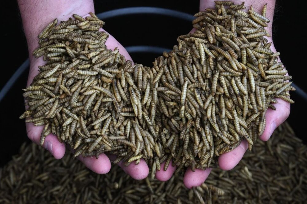 عکس | جایگزین چندشآور آنتیبیوتیک که زخمهای عفونی را چند روزه خوب میکند