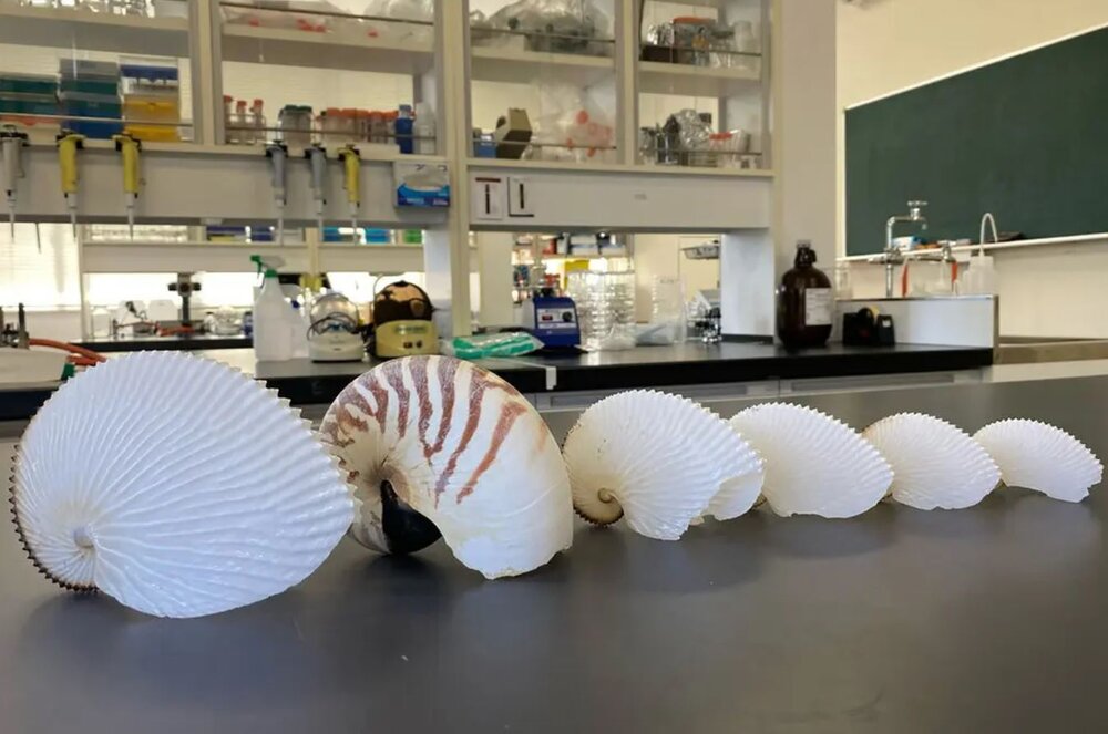 عکس | اختاپوس عجیبی که بچههایش را در کیف دستیاش حمل میکند!