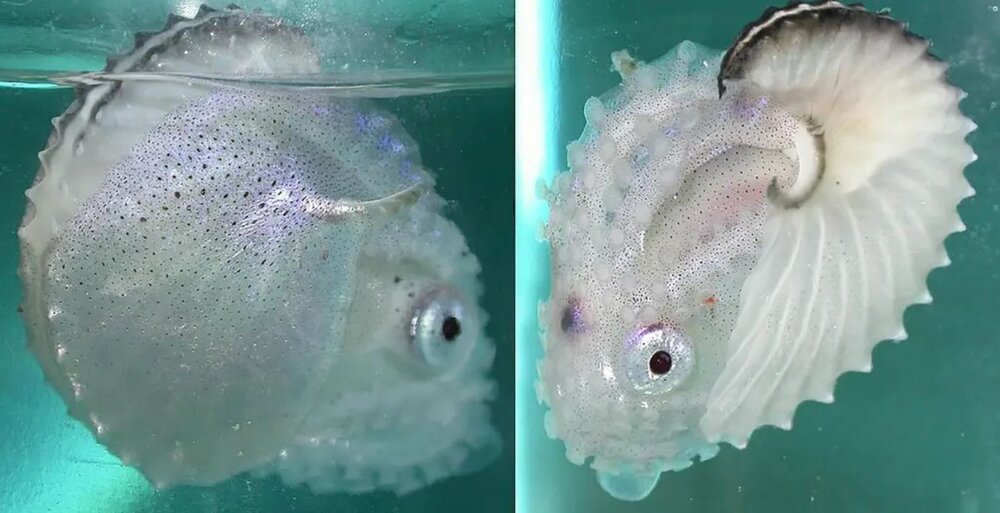 عکس | اختاپوس عجیبی که بچههایش را در کیف دستیاش حمل میکند!